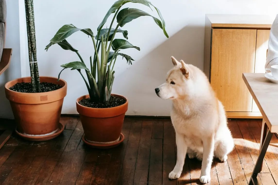 View of 20 Common Toxic Plants for Dogs in India You Need to Avoid!